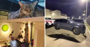 tricky-optical-illusions-deceived-to-no-end