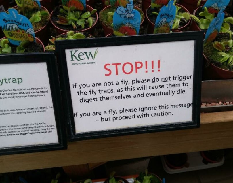 A sign at Kew Royal Botanic Gardens warns visitors not to trigger fly traps, as it harms the plants, with a humorous note for flies to proceed with caution; potted plants are visible in the background.