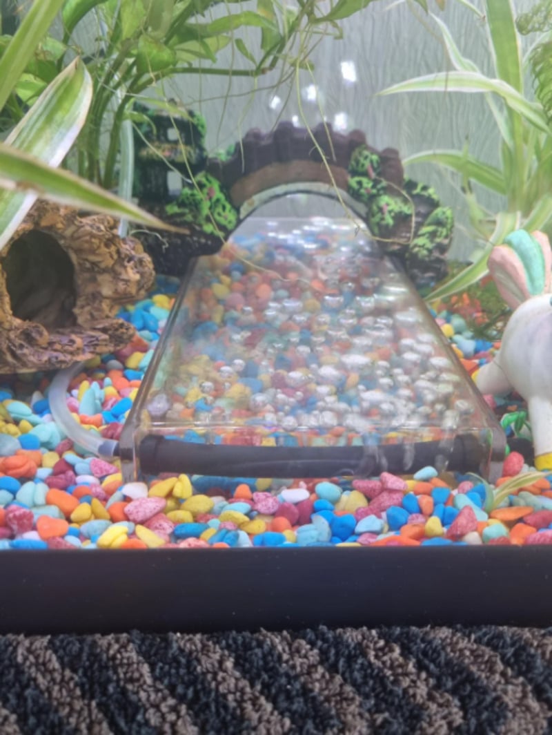 A small aquarium with colorful gravel, green plants, a decorative arch, and two green and black frogs sitting on the arch. There are also decorative shelters and toys in the background.