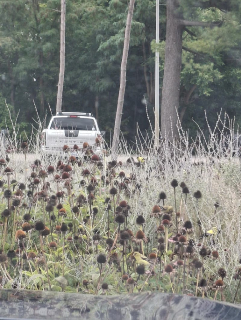 A silver pickup truck is parked on a road behind a field of dried, brown thistle plants, with trees and greenery in the background.