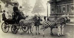 A black-and-white photo of a carriage pulled by four zebras on a city street, with a driver in a top hat and passengers sitting inside the carriage, passing a large ornate building.