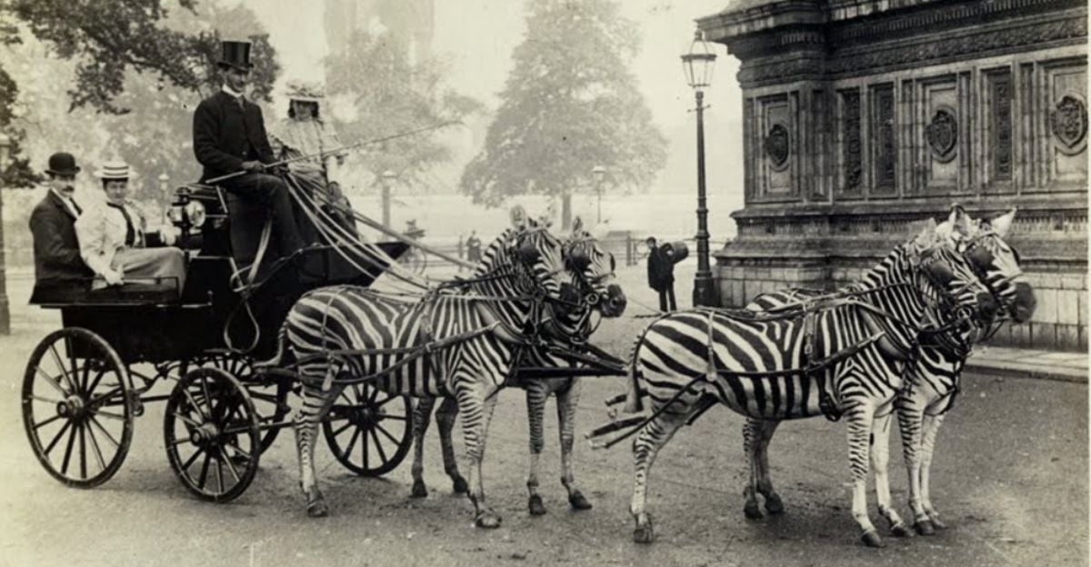 A black-and-white photo of a carriage pulled by four zebras on a city street, with a driver in a top hat and passengers sitting inside the carriage, passing a large ornate building.
