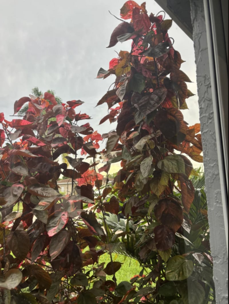 Tall leafy plants with reddish and dark green heart-shaped leaves grow outside a window. The sky is overcast, and a patch of green grass and some buildings are visible in the background.