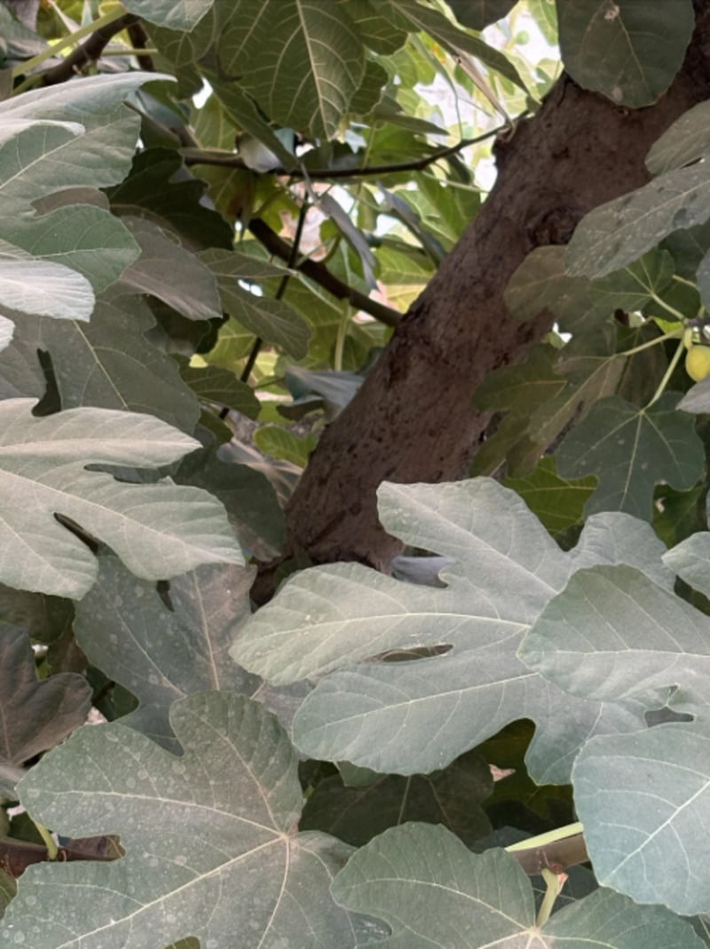 Close-up of a fig tree with large, green leaves and a thick trunk visible in the background. Sunlight filters through the foliage, creating a mix of light and shadow on the leaves.