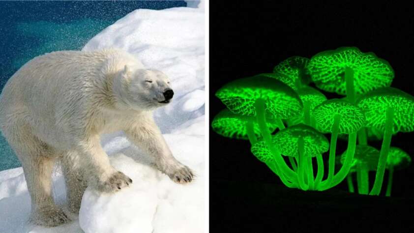 Left: A polar bear standing on snowy ice. Right: A cluster of glowing green bioluminescent mushrooms in the dark.