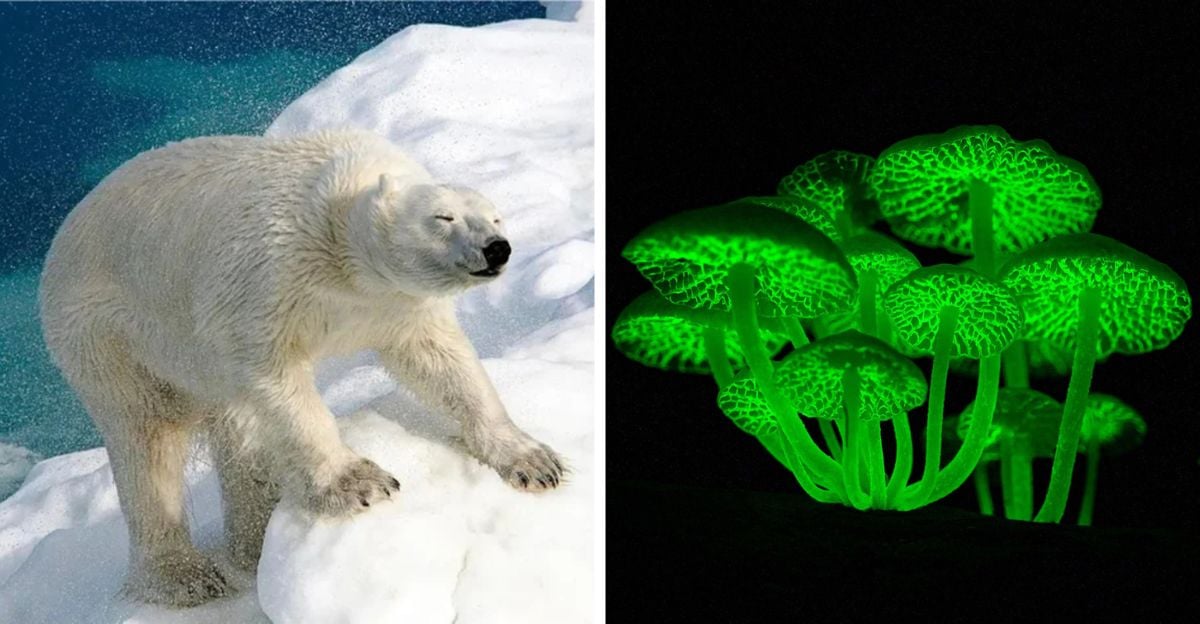 Left: A polar bear standing on snowy ice. Right: A cluster of glowing green bioluminescent mushrooms in the dark.