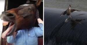 On the left, a person stands behind a horse, making it look like they have a horse&rsquo;s head. On the right, a bird appears to be surfing on the crest of a dark wave, wings outstretched.