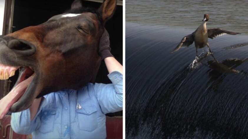 On the left, a person stands behind a horse, making it look like they have a horse’s head. On the right, a bird appears to be surfing on the crest of a dark wave, wings outstretched.
