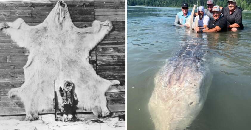 Cryptozoolgy 20 Mystical Animals That Prove Cryptozoology Isn't All Smoke and Mirrors