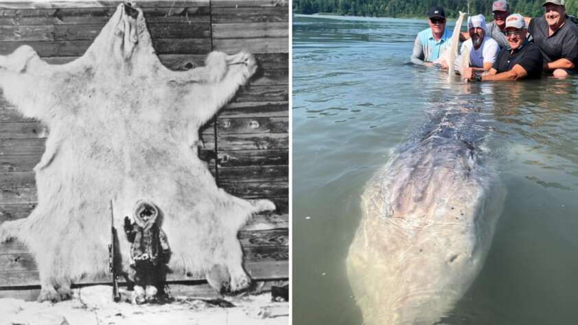 Split image: Left shows a person in winter clothing beside a large animal pelt mounted on a wooden wall. Right shows a group of people in water holding a large fish near the surface.