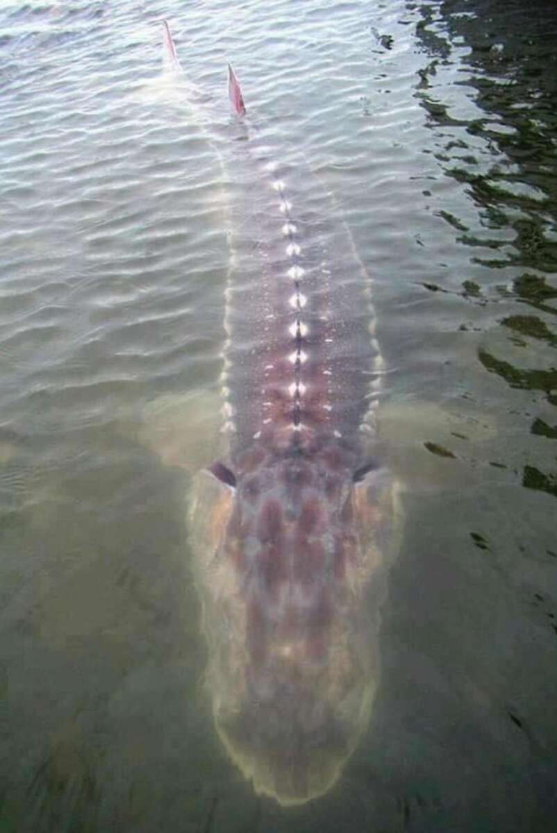A large sturgeon swims near the water’s surface, its ridged back and elongated body clearly visible through the shallow, slightly murky water.