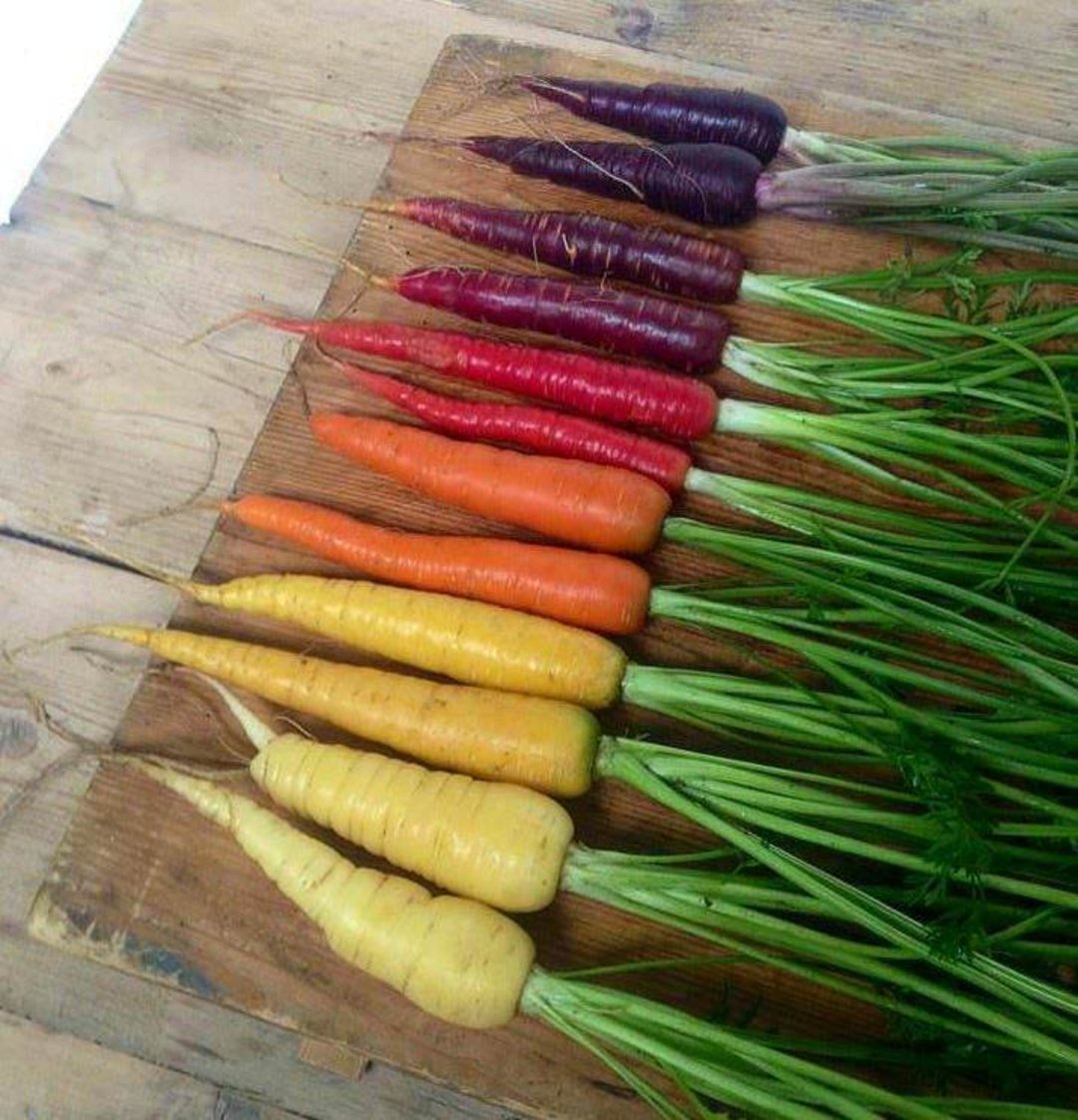 A row of carrots in various colors—yellow, orange, red, and purple—are laid out on a wooden surface with their green leafy tops still attached.
