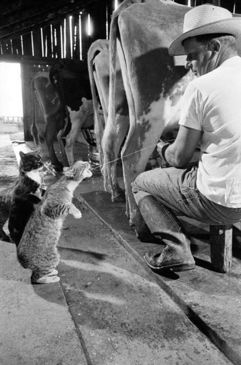 A man in a cowboy hat milks a cow in a barn, squirting milk directly into the mouths of two eager cats standing on their hind legs. Sunlight streams through the wooden slats above.