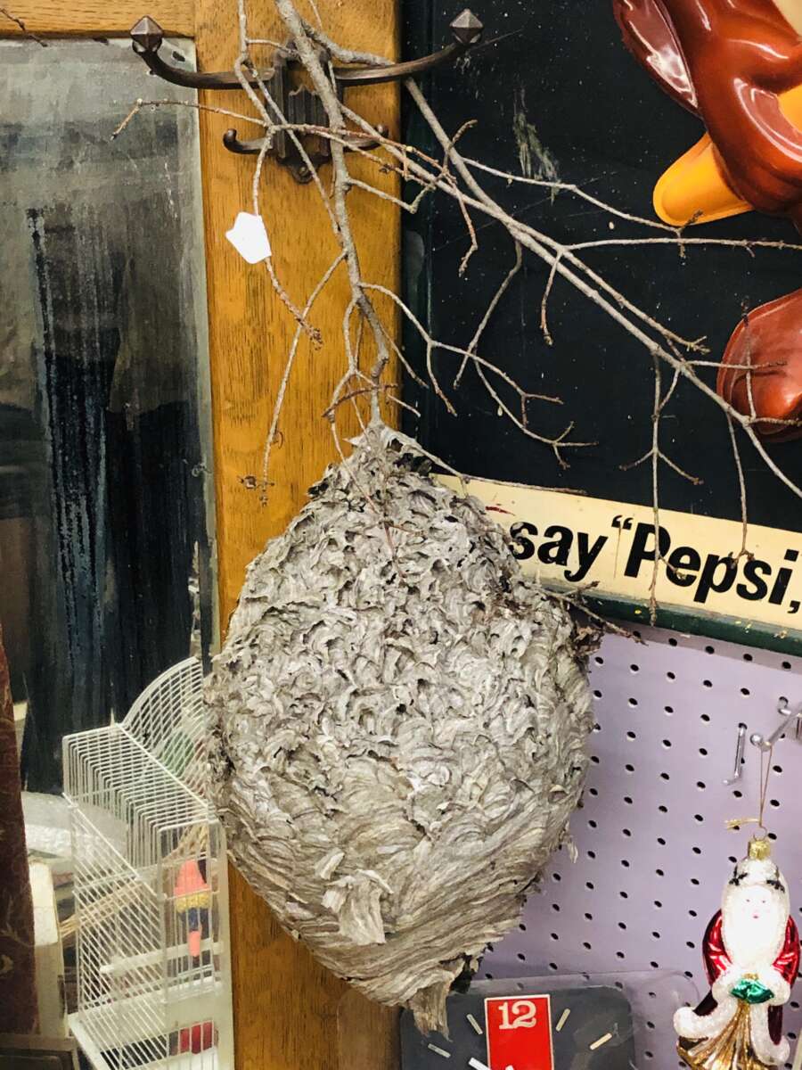 A large, gray, papery wasp nest hangs from a bare branch on a hook indoors, near a sign that partially reads “Pepsi,” with other items and decorations visible in the background.
