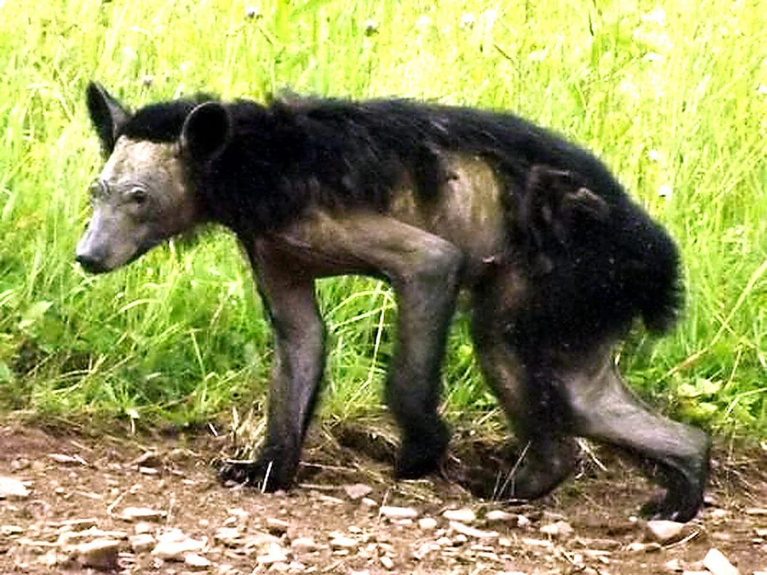 A four-legged animal with sparse, patchy fur on its body and a dark, furry back walks on a dirt path with green grass in the background.