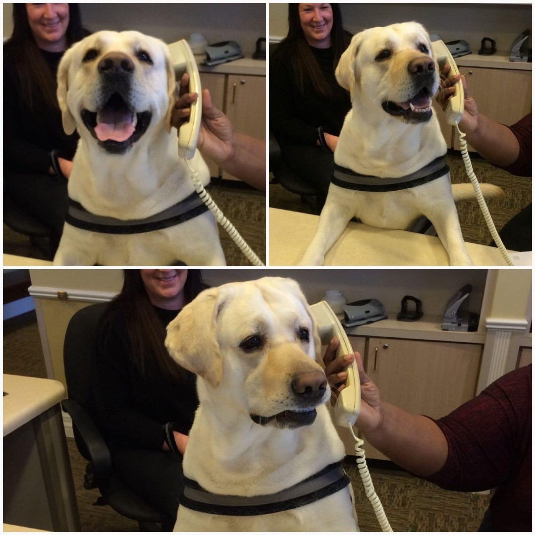A yellow Labrador dog sits at a desk while a person holds a telephone handset to its ear; the dog appears happy and curious. A woman smiles in the background.