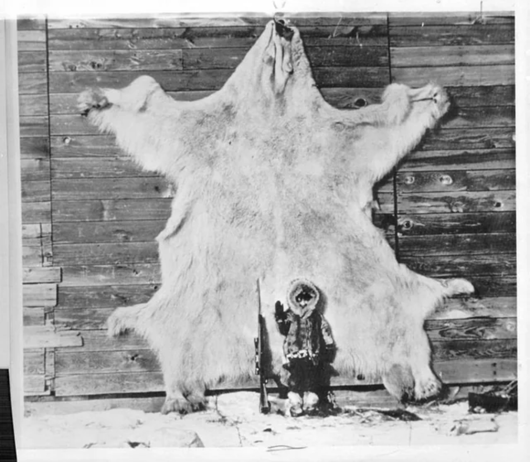 A child in winter clothing stands in front of a large, outstretched polar bear hide mounted on a wooden wall, holding a long object, possibly a rifle, with snow on the ground.