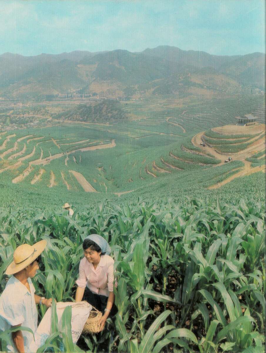 Two people work together in a lush, green terraced cornfield on a hillside, with mountains and more fields in the background under a bright sky. One person holds a basket while the other assists.