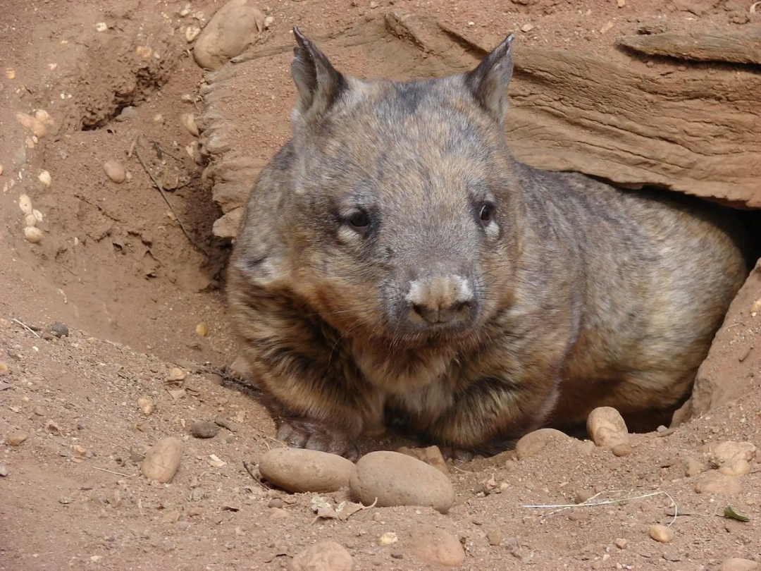 A brown and gray wombat emerges from a burrow in reddish-brown soil, surrounded by rocks and earth.