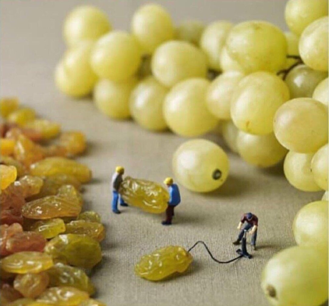 Three miniature figurines appear to work at turning large grapes into raisins, with one holding an air hose to a grape, among clusters of both grapes and raisins on a surface.