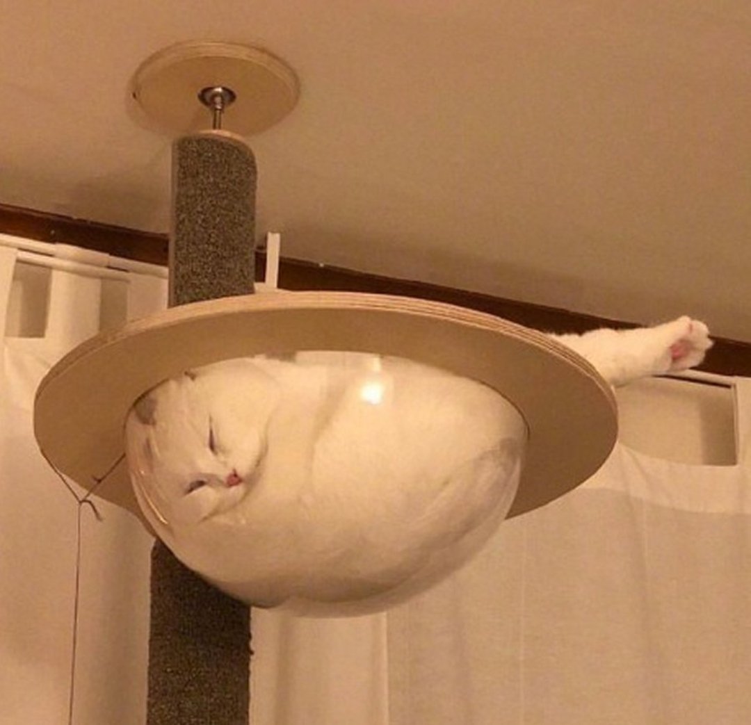 A fluffy white cat is curled up and sleeping in a transparent, bowl-shaped perch attached to a cat tree, with one paw sticking out and its face pressed against the side.