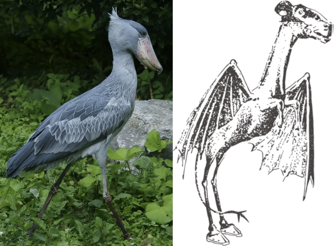 On the left, a large gray shoebill stork stands on grass. On the right, a black and white line drawing shows a mythical creature with wings, horse-like legs, and a long neck.