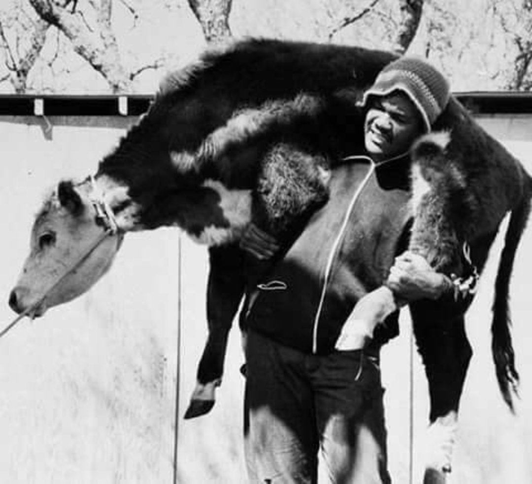 A man wearing a hat and jacket carries a calf over his shoulders. The black and white image shows the man standing outdoors in front of a wall or fence.
