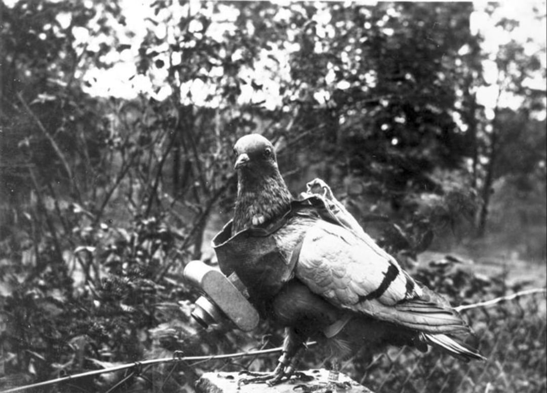 A black-and-white photo of a pigeon wearing a small harness with a camera attached to its body, standing on a ledge outdoors with trees in the background.