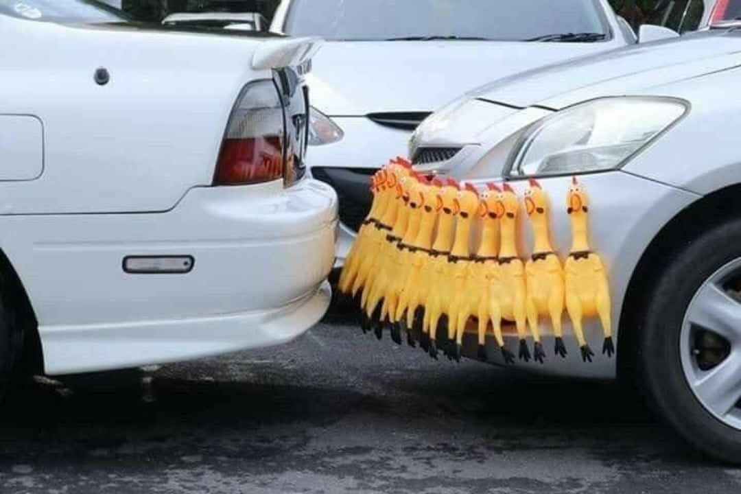 A row of rubber chicken toys is attached to the front of a car, positioned between the car’s bumper and the rear of another white car as a humorous buffer.