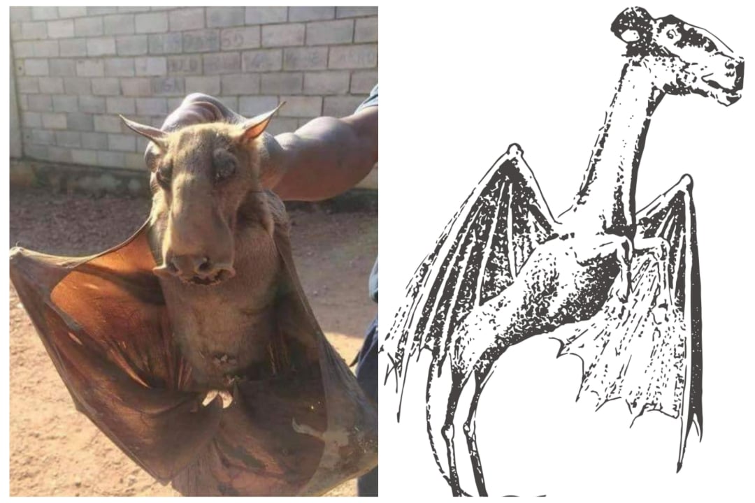 A person holds a large bat with distinctive features on the left, while the right side shows a black-and-white drawing of a bat-like creature with a long neck and body, resembling the animal in the photo.