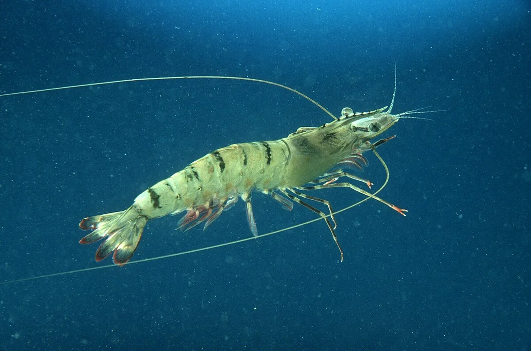 A close-up of a shrimp with long antennae and striped markings swimming in clear blue water.