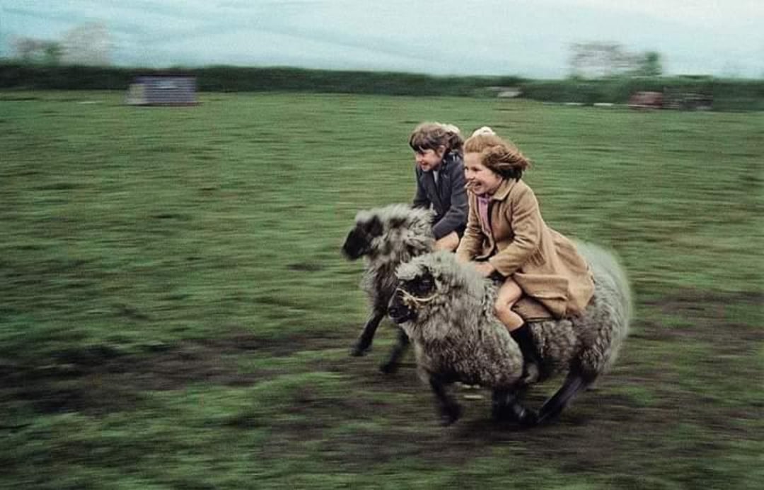 Two people, a man and a woman, are riding large, fluffy sheep across a grassy field at high speed, both smiling and wearing coats. The background is blurred, showing movement and an overcast sky.