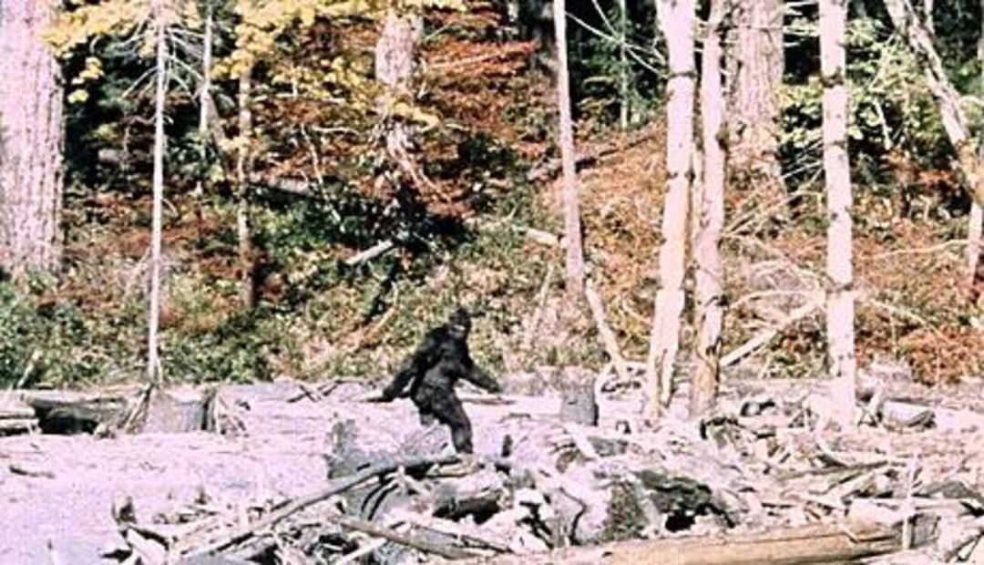 A blurry figure, possibly a large ape-like creature, walks upright in a forest clearing filled with fallen branches and logs. Tall trees with autumn foliage are in the background.