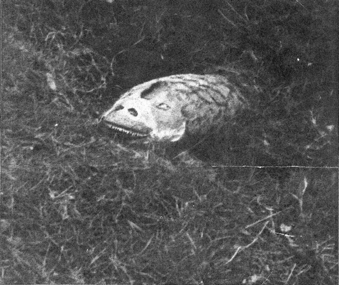 Black and white photo of a creature with a fish-like head and exposed teeth partially emerging from the ground, surrounded by grass and dirt. The image appears old and grainy.
