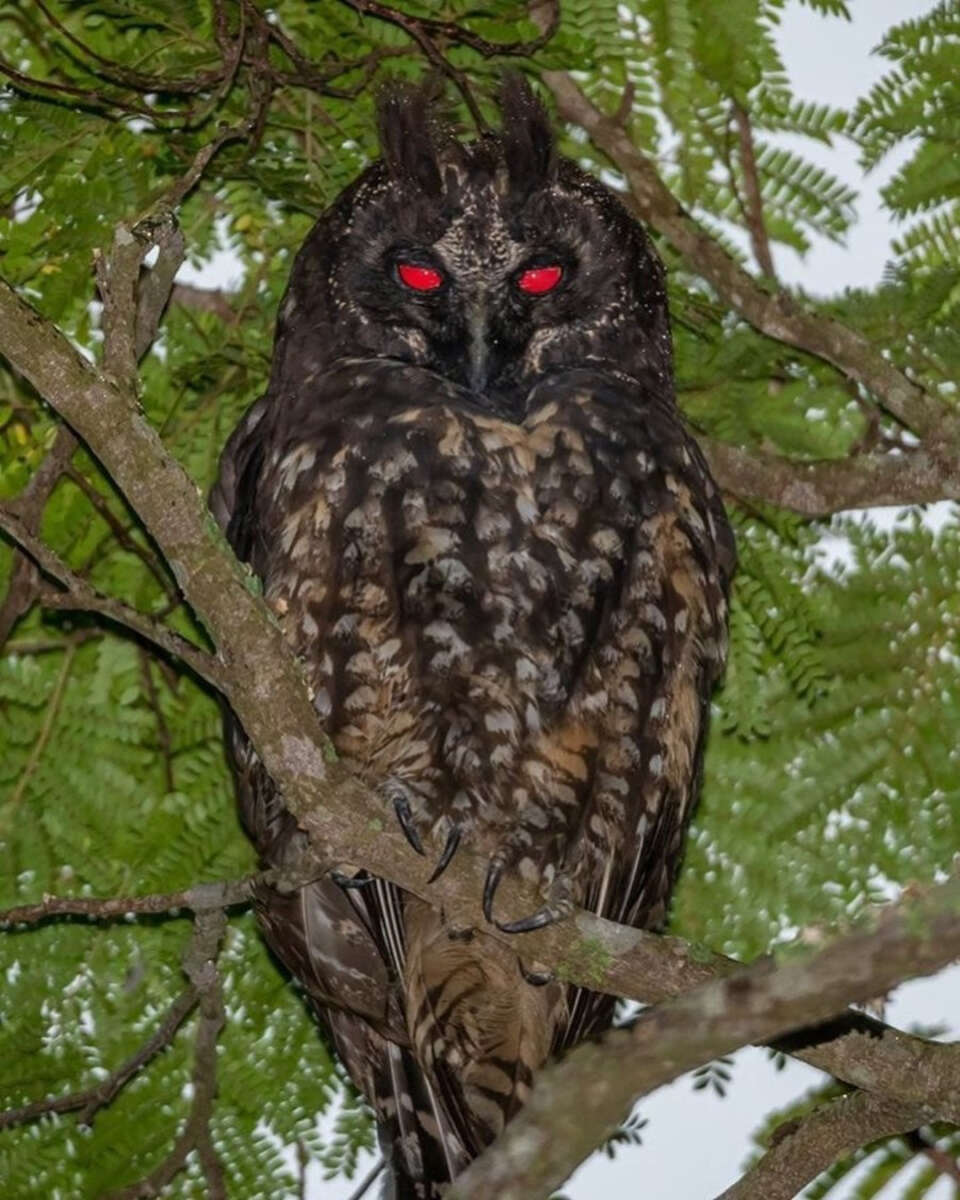 A large, dark-feathered owl with striking red eyes perches on a branch amid green leaves, staring directly at the camera.