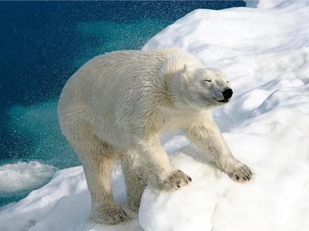 A polar bear stands on snowy ice near turquoise water, with its eyes closed and fur covered in snow, appearing to enjoy the cold environment.