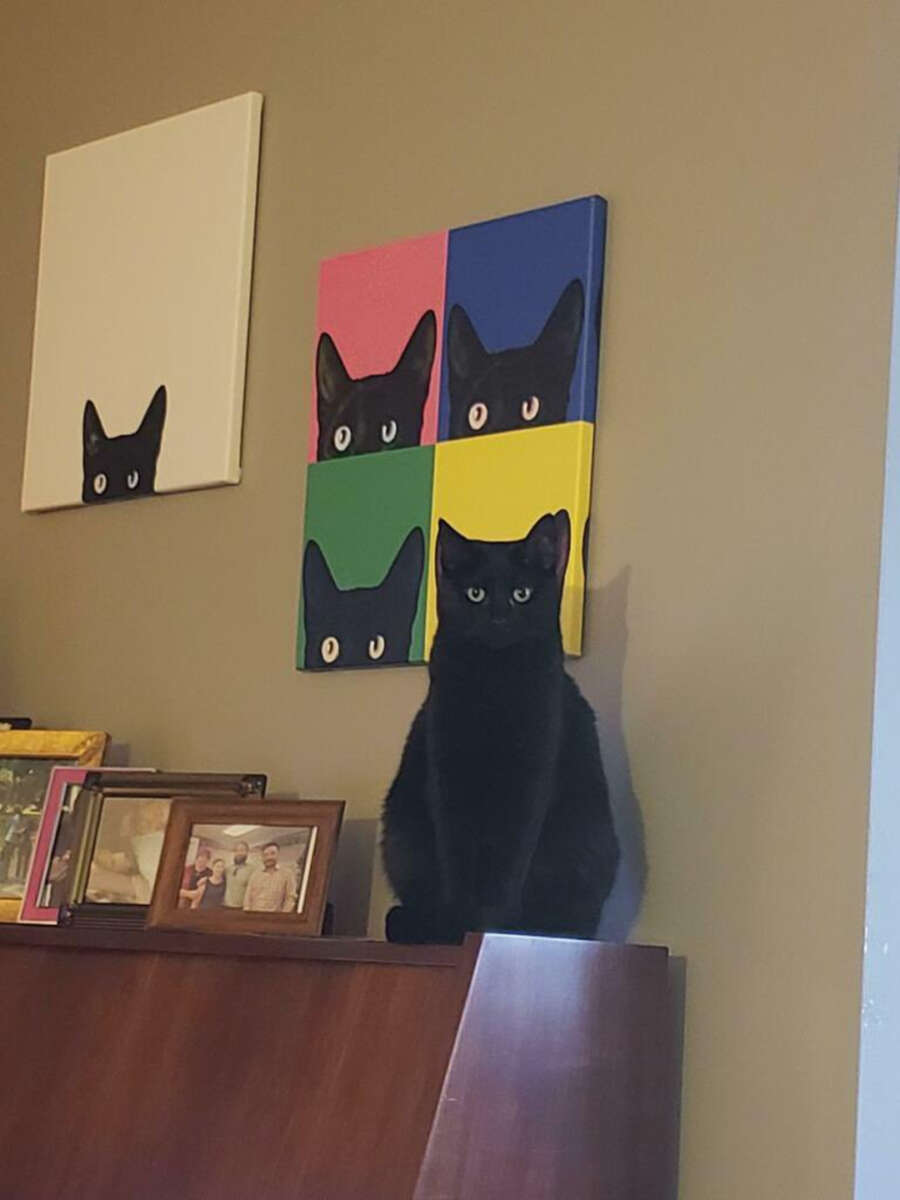 A black cat sits on a piano, blending in with colorful pop art paintings of black cats on the wall behind it. Family photos are displayed on the piano's surface.