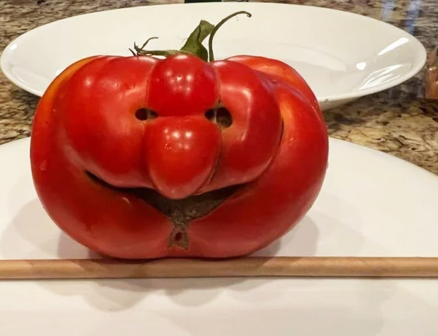 A misshapen red tomato with bumps resembling a face, including eyes, a nose, and a smiling mouth, sits on a white plate with a wooden stick in front of it.
