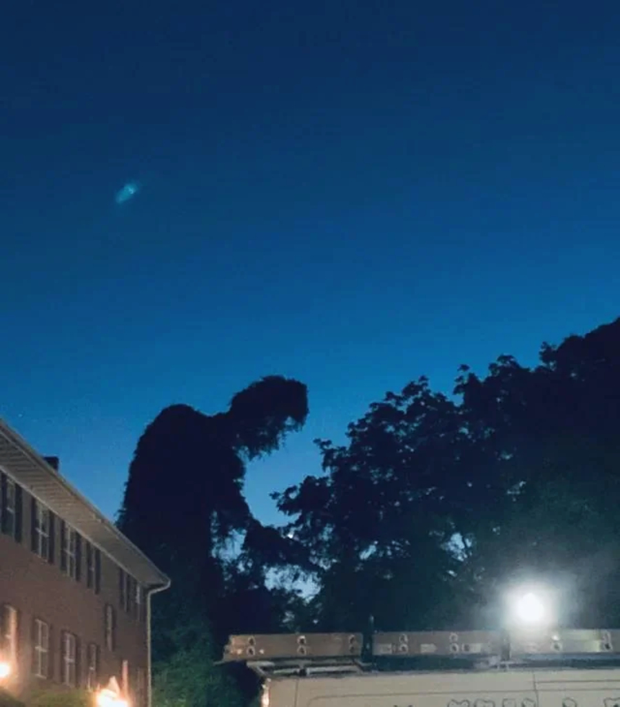 A large, leafy tree is silhouetted against a dark blue evening sky, its shape resembling a giant creature. Buildings and a bright streetlight are visible in the foreground.