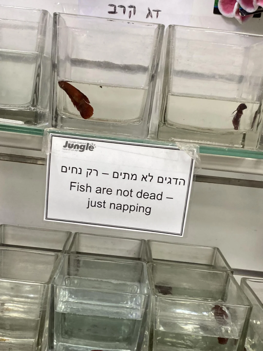 Several small fish are lying still at the bottom of individual glass containers. A sign in front reads, “Fish are not dead — just napping” in both Hebrew and English.