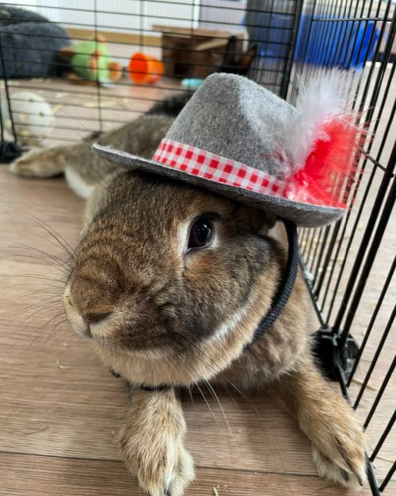 A brown rabbit wearing a gray hat with a red and white checkered band and a red feather sits inside a wire cage on a wooden floor. Toys and a cardboard box are visible in the background.