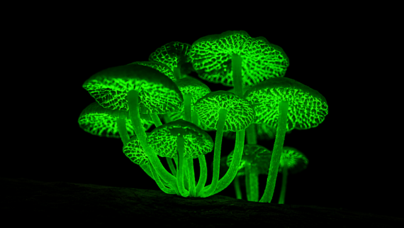 A cluster of mushrooms with glowing green caps and stems appears illuminated against a black background, highlighting their bioluminescent properties.