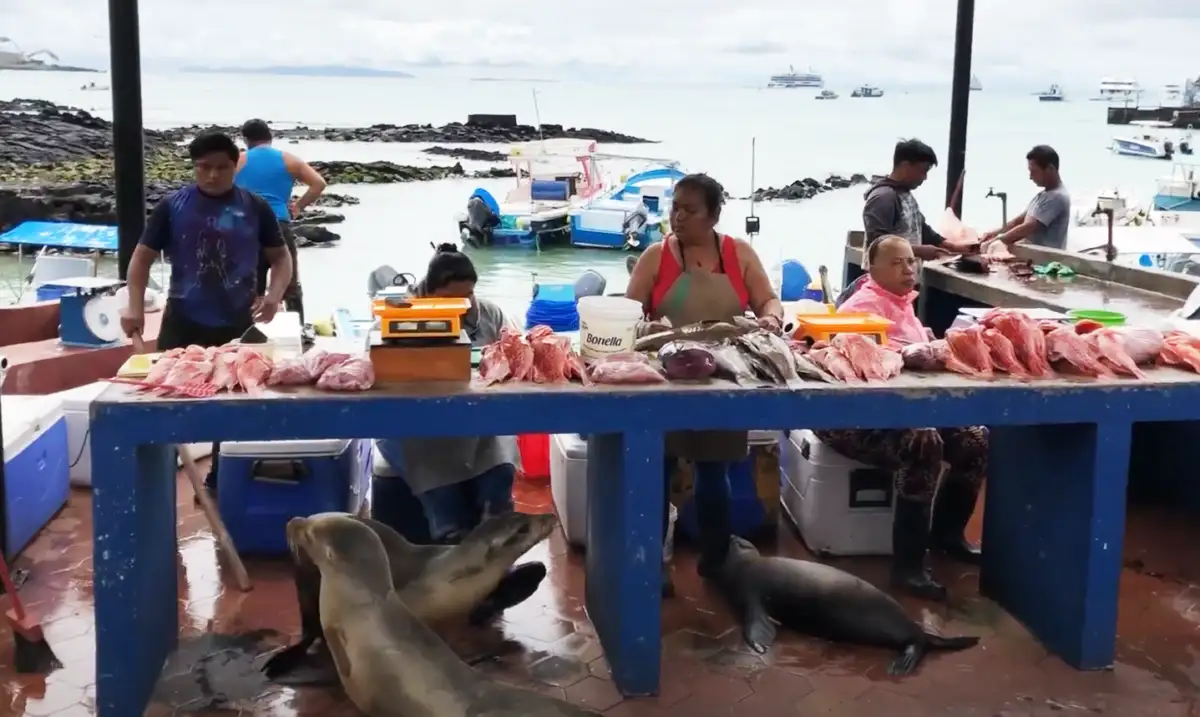 Fish vendors sell fresh seafood at an outdoor market by the sea, with seals and pelicans gathered around the table. Boats and rocky shoreline are visible in the background.