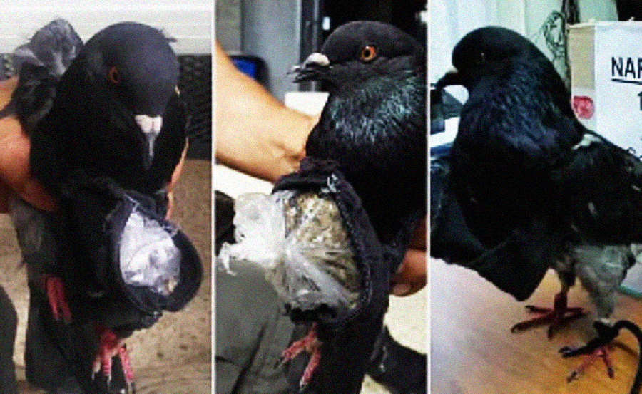 Three images of a pigeon with a small plastic-wrapped package attached to its body, likely to its leg or wing, being held by different people indoors and outdoors.