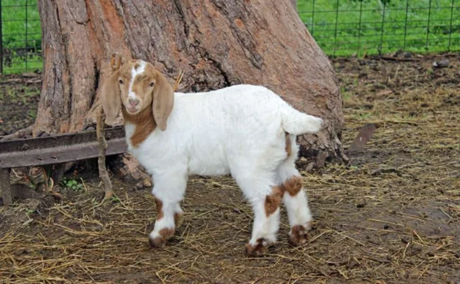 A young white goat with brown markings stands on dirt near a tree trunk, looking toward the camera. There is a wire fence and green grass in the background.