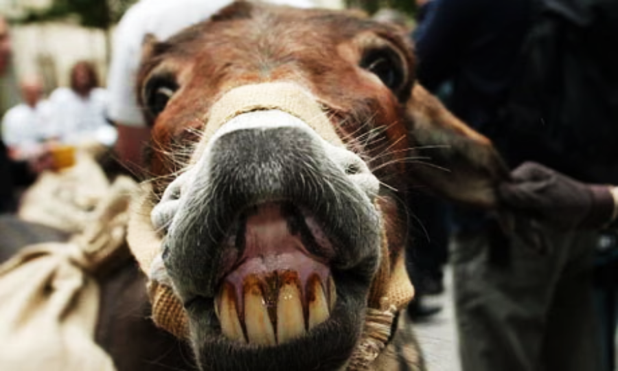 Close-up of a donkey showing its large yellow teeth, with its mouth wide open and ears back. The donkey is wearing a harness, and people are blurred in the background.
