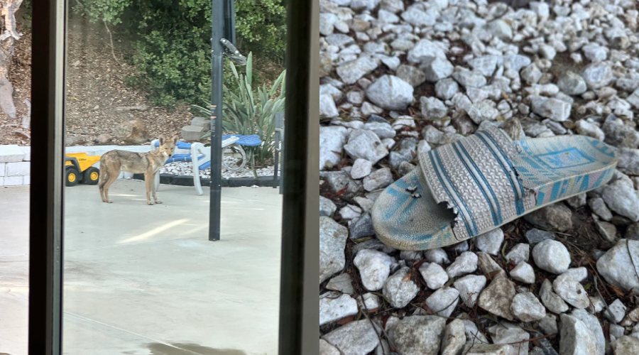 A coyote stands on a backyard patio near toys and plants; next to it, a close-up shows a chewed-up sandal lying on gravel.