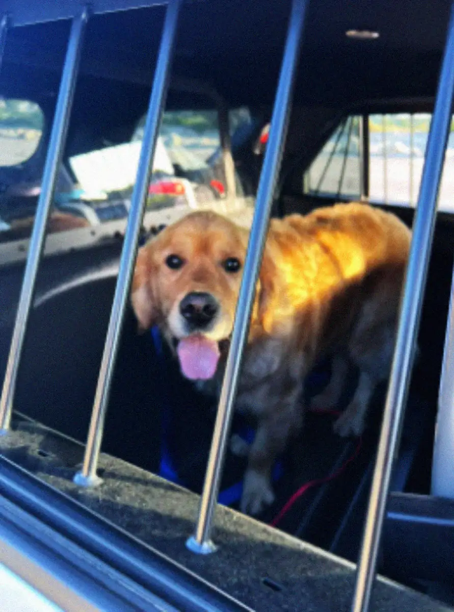 A golden retriever with its tongue out looks through metal bars from the back seat of a vehicle, possibly a police car, with sunlight shining on its fur.
