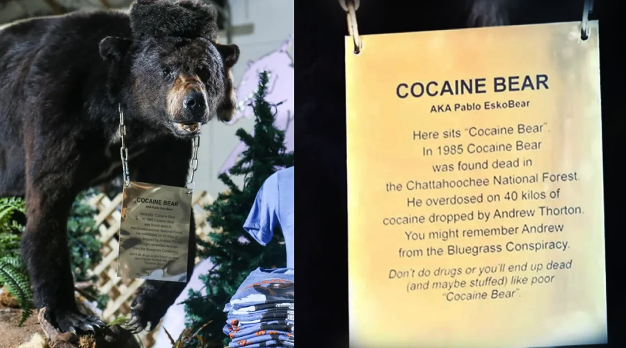 A black bear taxidermy display with a sign around its neck. The sign explains the story of "Cocaine Bear," found dead in 1985 after ingesting cocaine in the Chattahoochee National Forest.