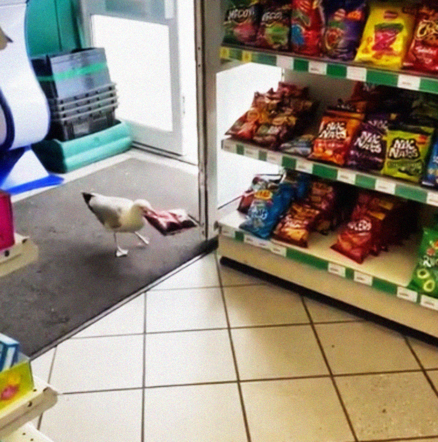 A seagull stands at the entrance of a convenience store, grabbing a bag of chips with its beak, near shelves filled with various colorful snacks.
